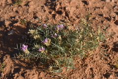 Astragalus flavus argillosus