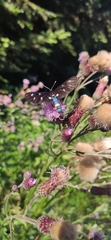 Amata ragazzii