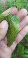 Calycomyza eupatoriphaga