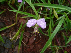 Commelina schweinfurthii