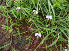 Commelina schweinfurthii