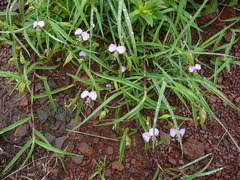 Commelina schweinfurthii