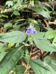 Rungia taiwanensis