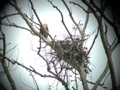 Haliaeetus leucoryphus