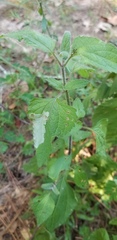 Calycomyza eupatoriphaga