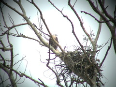 Haliaeetus leucoryphus