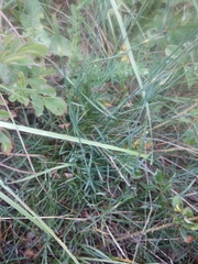 Dianthus cretaceus