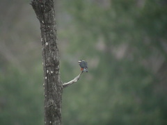 Microhierax caerulescens