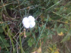 Dianthus cretaceus