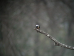 Microhierax caerulescens
