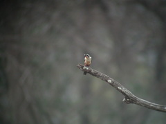 Microhierax caerulescens