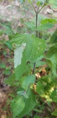 Calycomyza eupatoriphaga