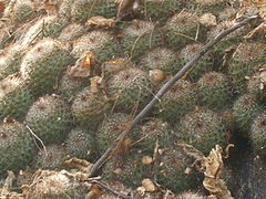 Mammillaria beneckei