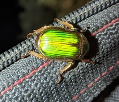 Chrysina