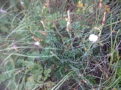 Dianthus cretaceus