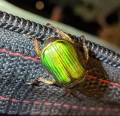 Chrysina