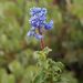 Wavyleaf Ceanothus - Photo (c) Ron Vanderhoff, some rights reserved (CC BY-NC), uploaded by Ron Vanderhoff