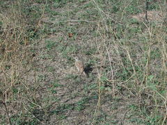 Mirafra erythroptera