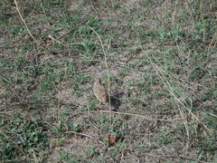 Mirafra erythroptera