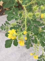 Solanum rostratum