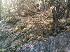 Mammillaria beneckei