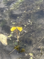 Utricularia australis