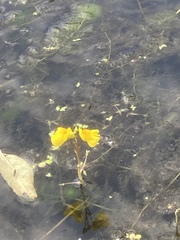 Utricularia australis