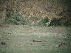 Cursorius coromandelicus