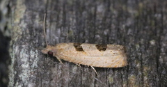 Eucosma tomonana