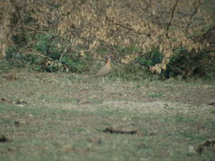 Cursorius coromandelicus