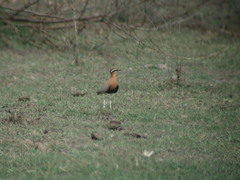 Cursorius coromandelicus