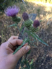 Cirsium remotifolium