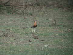 Cursorius coromandelicus