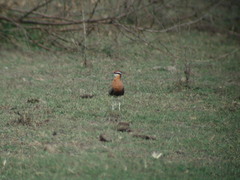 Cursorius coromandelicus