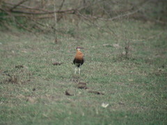 Cursorius coromandelicus