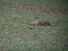 Cursorius coromandelicus