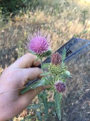 Cirsium remotifolium
