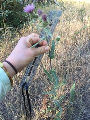 Cirsium remotifolium