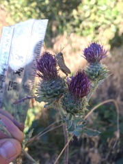 Cirsium remotifolium