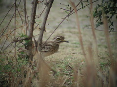 Burhinus indicus