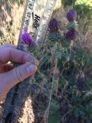Cirsium remotifolium
