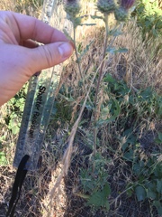 Cirsium remotifolium