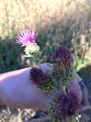Cirsium remotifolium