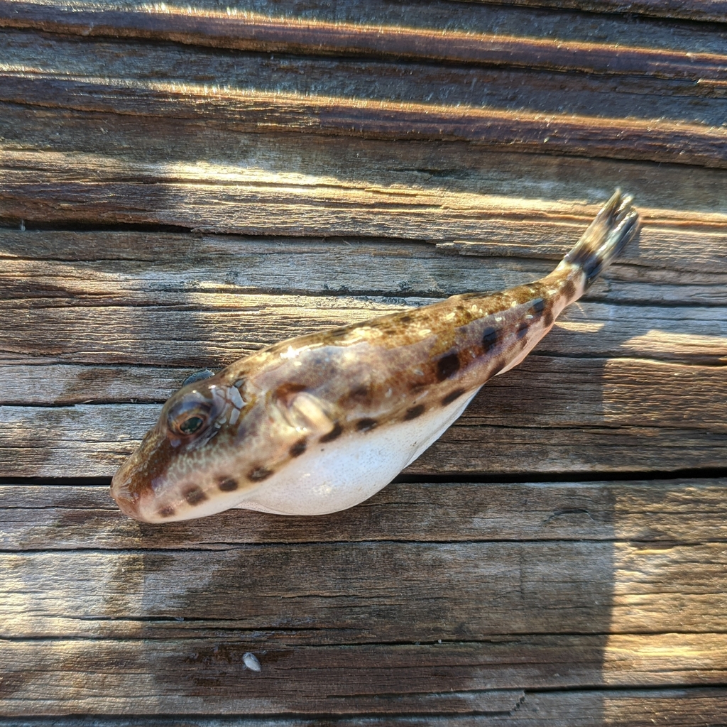 Bandtail Puffer from Ocean City, MD, USA on August 19, 2020 at 07:02 PM ...