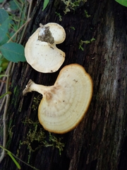 Microporellus obovatus