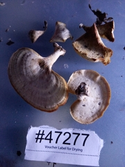 Microporellus obovatus