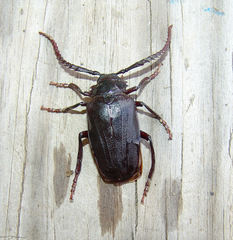 Prionus imbricornis