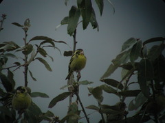 Chloris spinoides