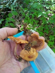Lactarius subserifluus