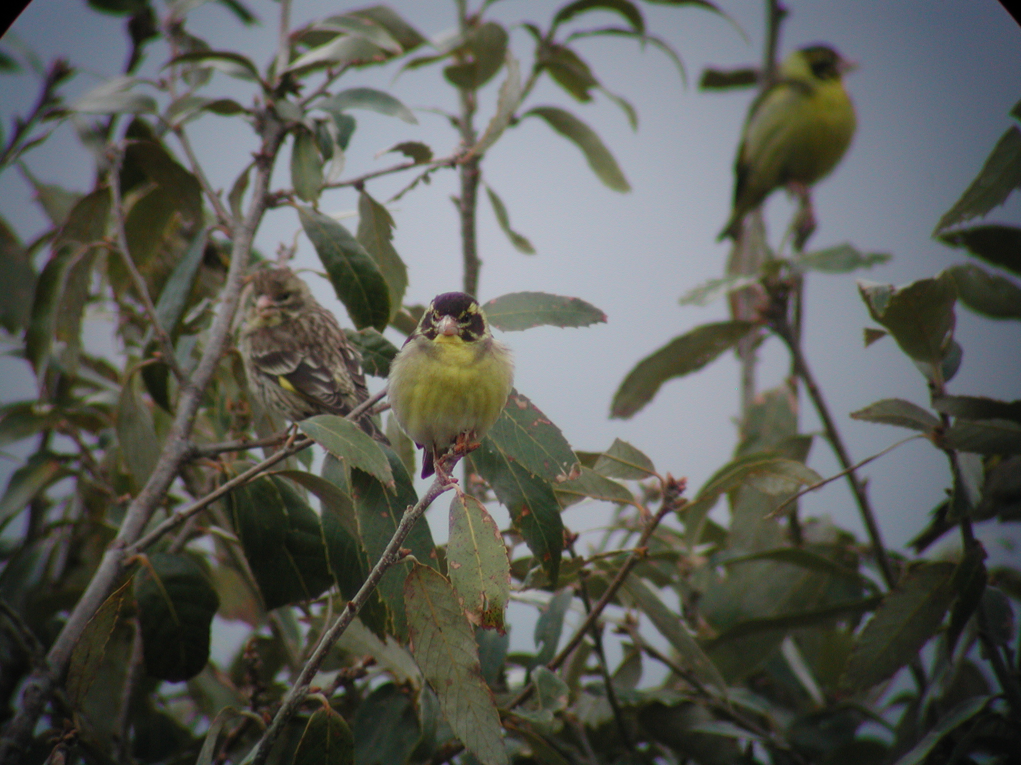 Yellow-breasted Greenfinch